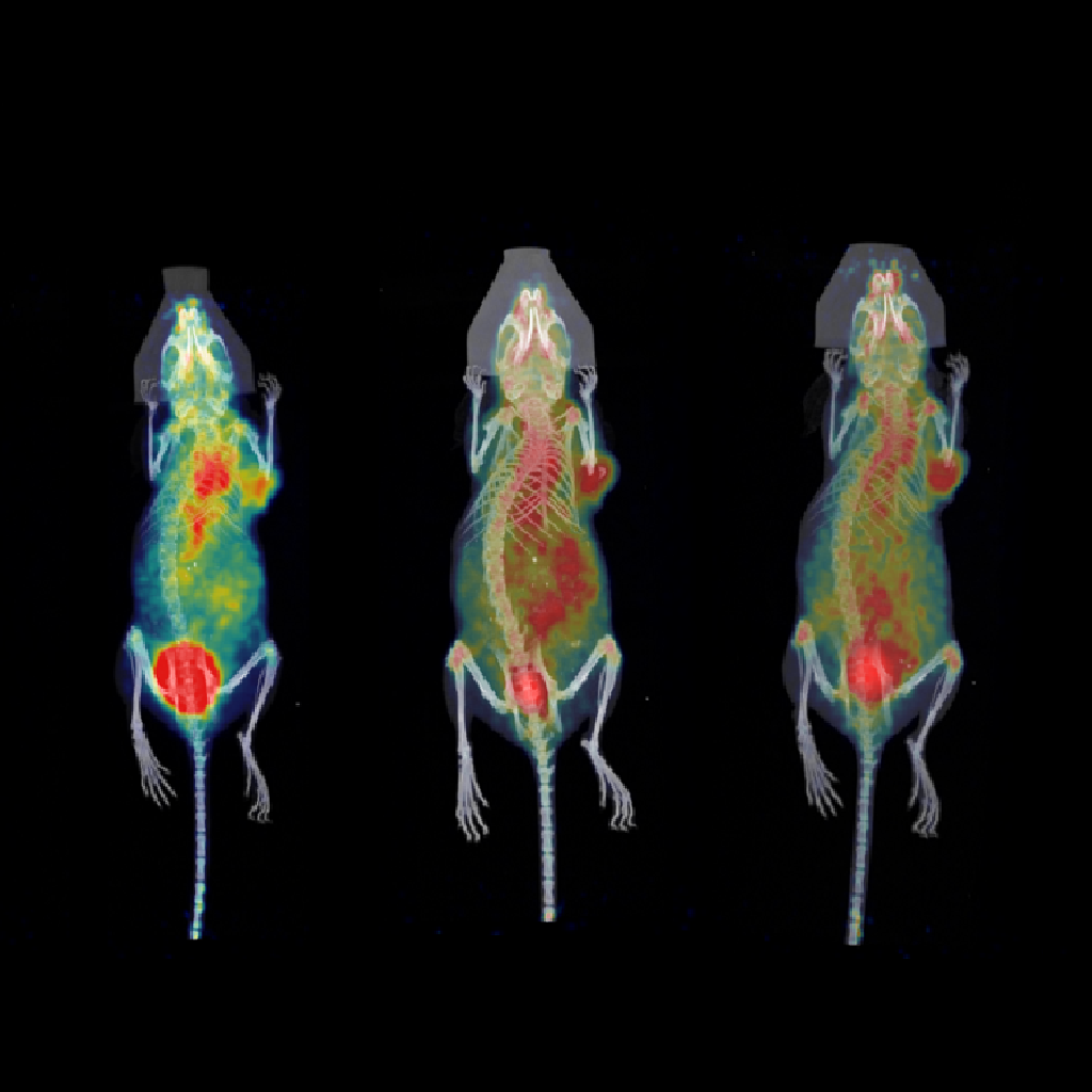 The PET imaging of a novel tracer.